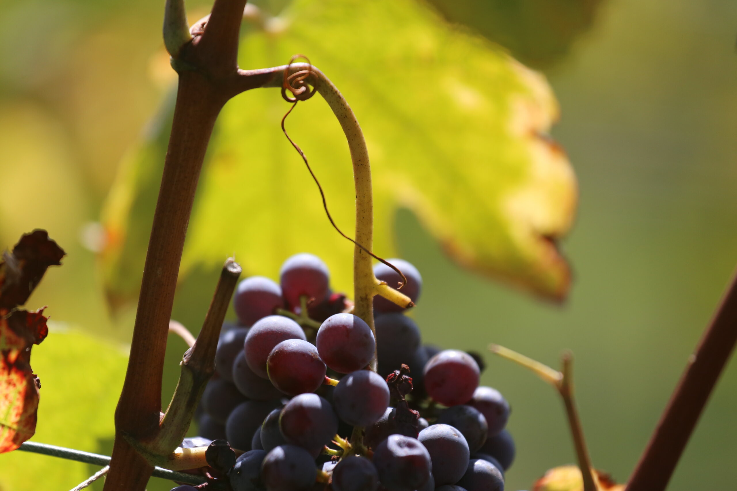 Vendemmia dell'uva Nebbiolo da agricoltura biologica a Vigna Cristiana al Podere ai Valloni in Boca